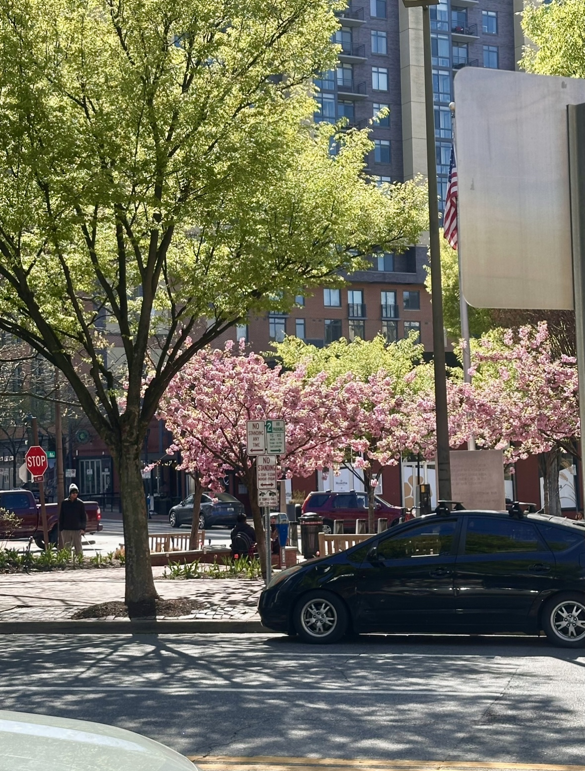 Bethesda cherry blossoms