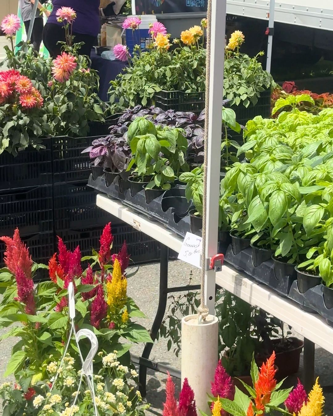Fresh basil seedlings and colorful flowers displayed on vendor table at Bethesda market