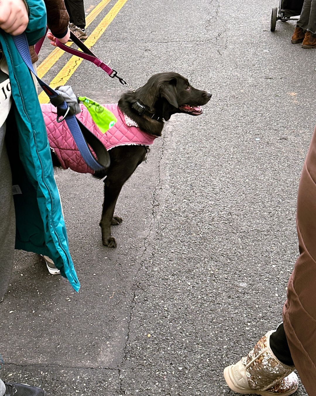 Black lab in pink quilted coat waits beside holiday crowd.