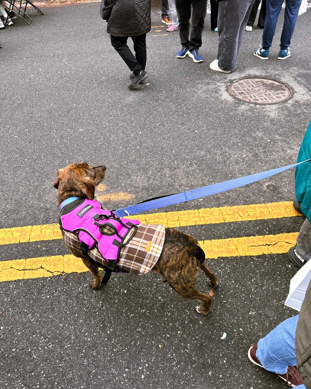 Cute dog wearing a plaid sweater and purple harness, on Norfolk Avenue.